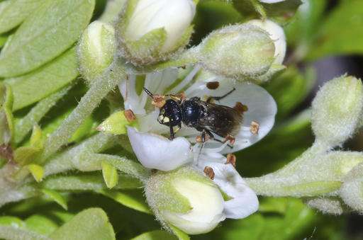 Feds list 7 Hawaii bee species as endangered, a first in US