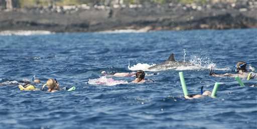 Feds seek rules for swims with Hawaii dolphins