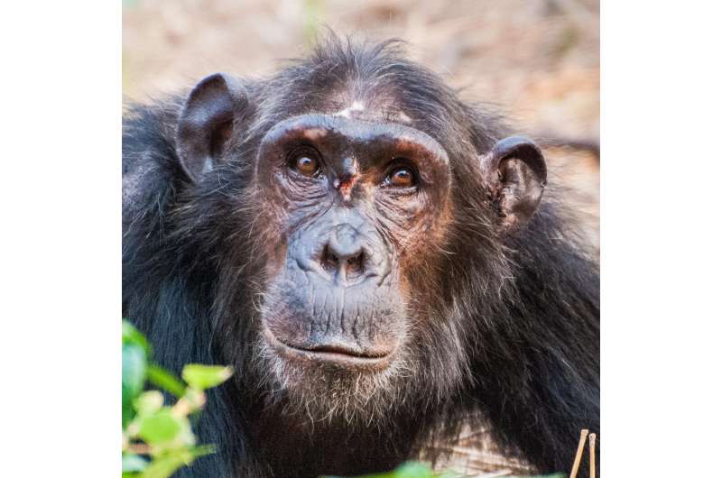 Female chimpanzees don't fight for 'queen bee' status