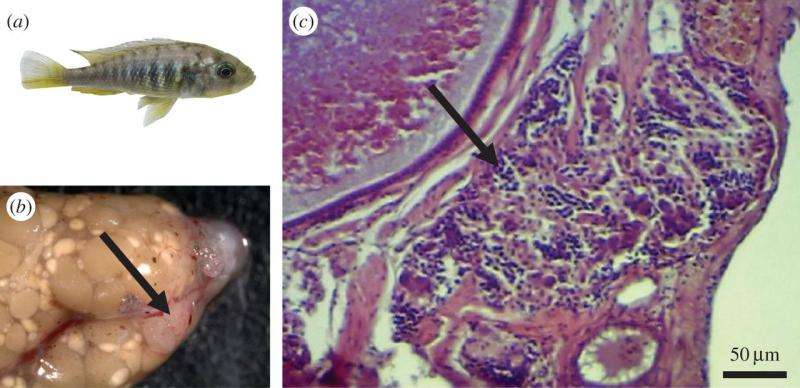 Female fish develops male organs and impregnates self