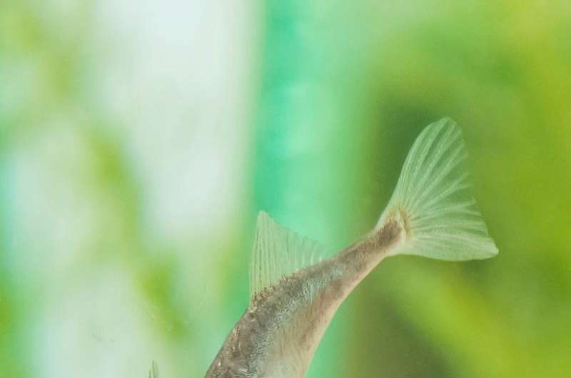 Female fish judge males on DIY skills, study shows
