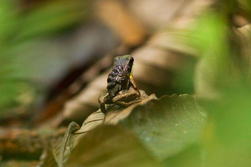 Female frogs identify own offspring using inner GPS
