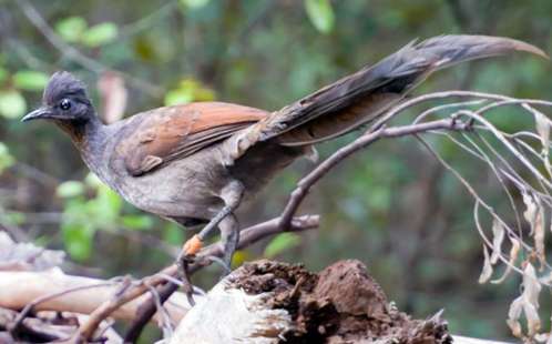 Female lyrebirds step into the spotlight with their extraordinary mimicry