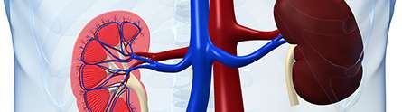 Few chronic kidney disease patients at risk from end-stage disease