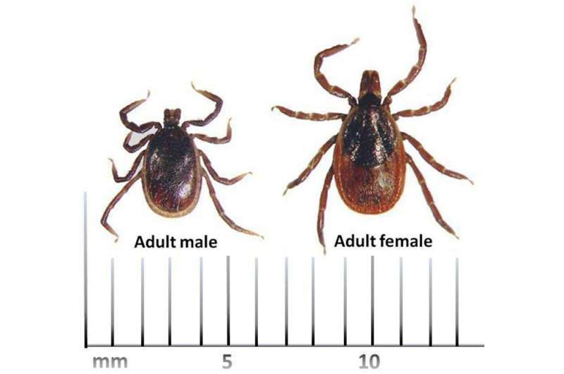Fewer reported Lyme disease cases may not tell whole story