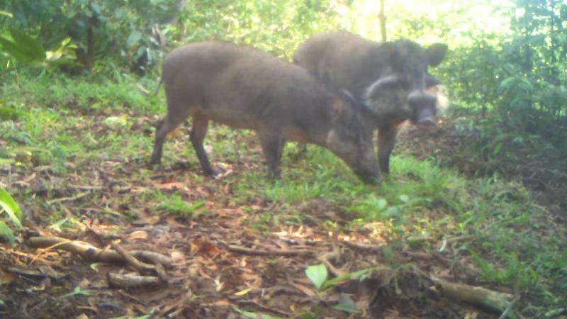 Fewer than 250 mature Bawean warty pigs in existence