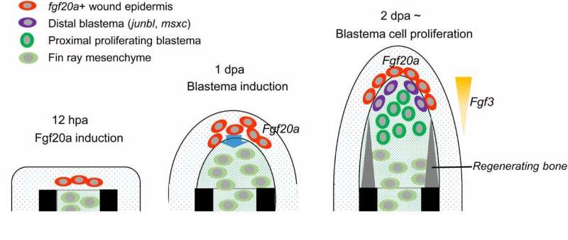 Fibroblast growth factor signalling controls fin regeneration in zebrafish