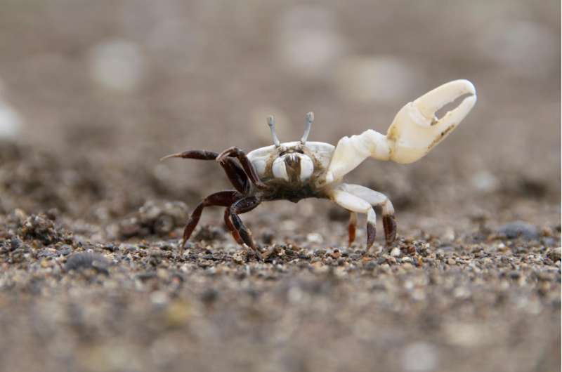 Fiddler crabs' 'Morse code' attracts Mrs. Right