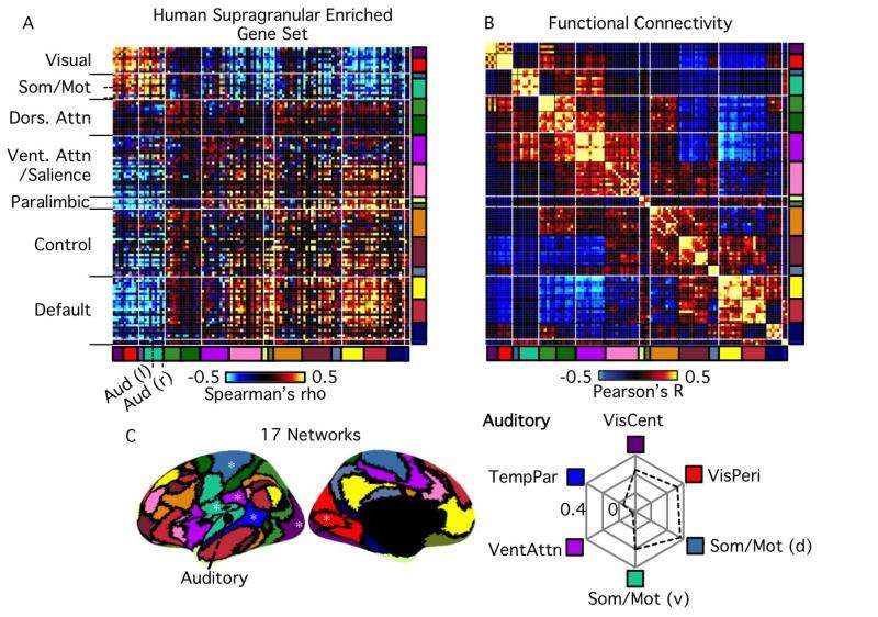 Fig. 1. Transcriptional profiles follow cortical subtypes and network topography