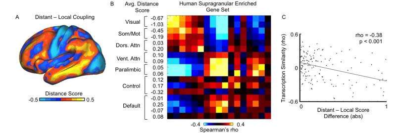 Fig. 7. Balance of local and distant coupling predicts transcriptional similarity