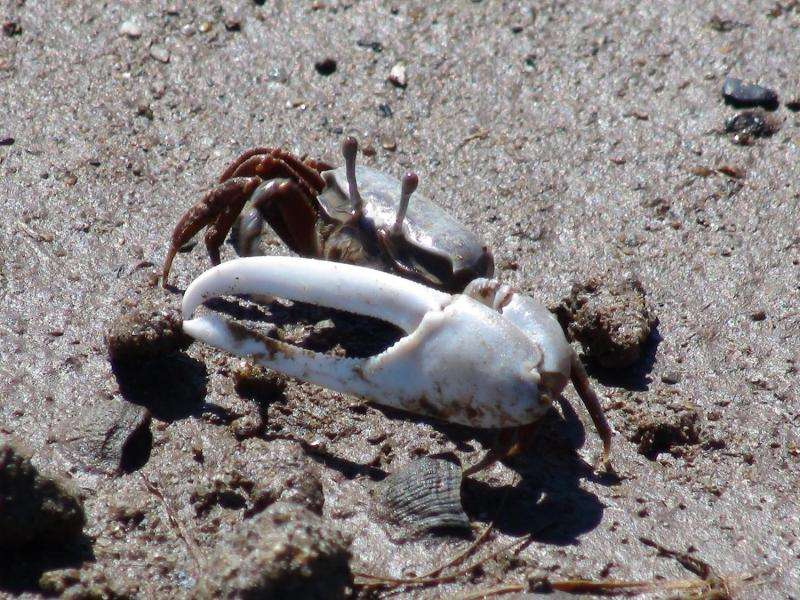 Fighting fiddler crabs call each other's bluff