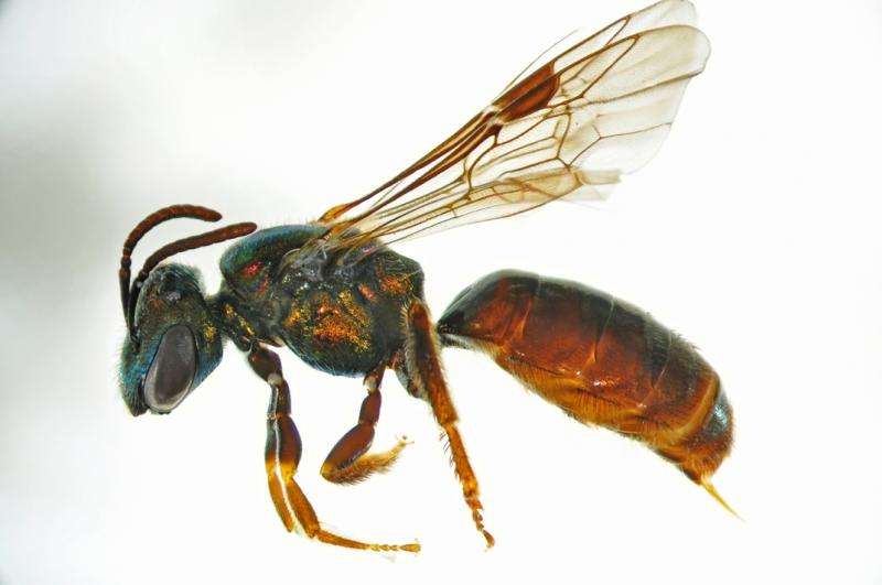 Fijian bees' love for exotic plants makes Fiji especially vulnerable to invasive species