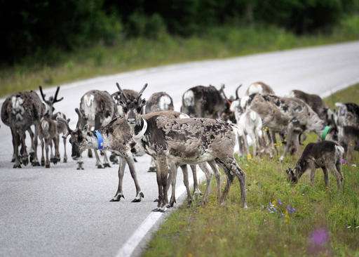 Finnish phone app finds reindeer, helps to avoid road kill
