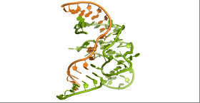 First 3-D structure of the enzymatic role of DNA