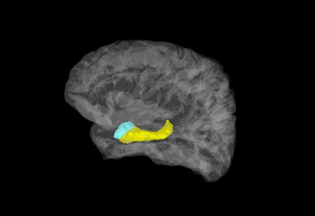 First direct evidence for ultra-fast responses in human amygdala to fear