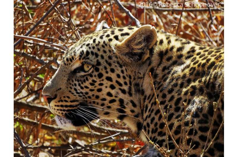 First global analysis indicates leopards have lost nearly 75 percent of their historic range