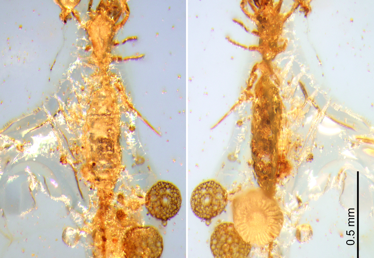 First microwhip scorpion from Mesozoic period found in Burmese amber