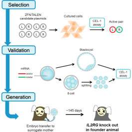 First non-human primate model for severe combined immunodeficiency