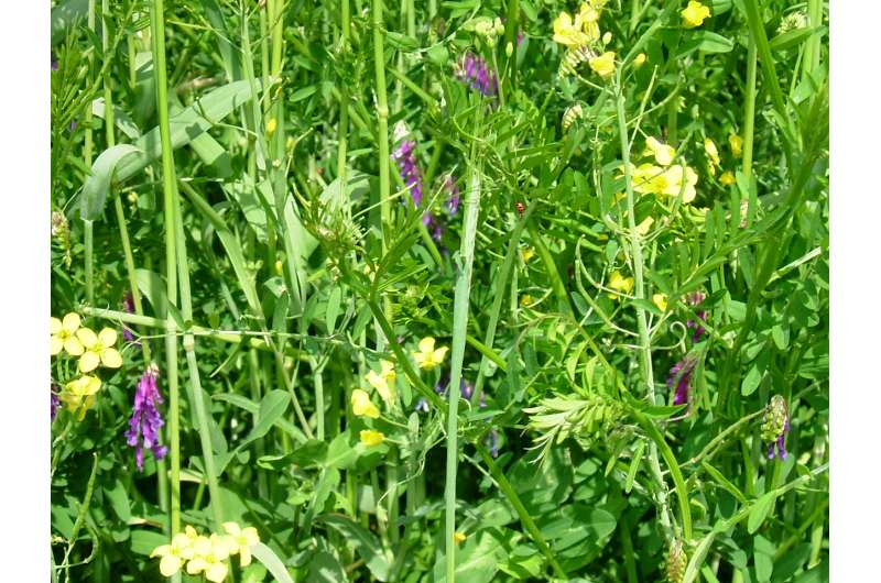 First-of-kind study suggests cover crop mixtures increase agroecosystem services