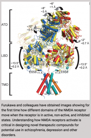 First structural views of the NMDA receptor in action will aid drug development