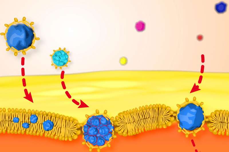 First time physicists observed and quantified tiny nanoparticle crossing lipid membrane