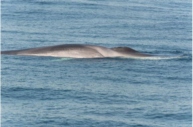First whale detected by newly deployed acoustic buoy in New York Bight