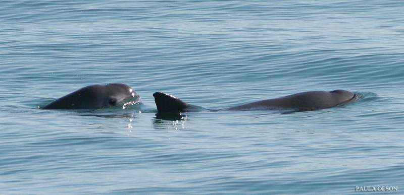 Fishery bycatch rapidly driving Mexico's vaquita to extinction, new studies find