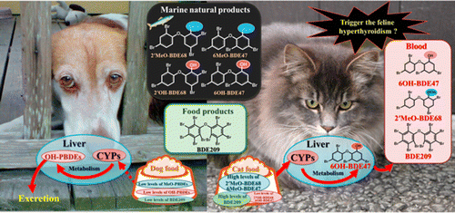 Fish-flavored cat food could contribute to feline hyperthyroidism