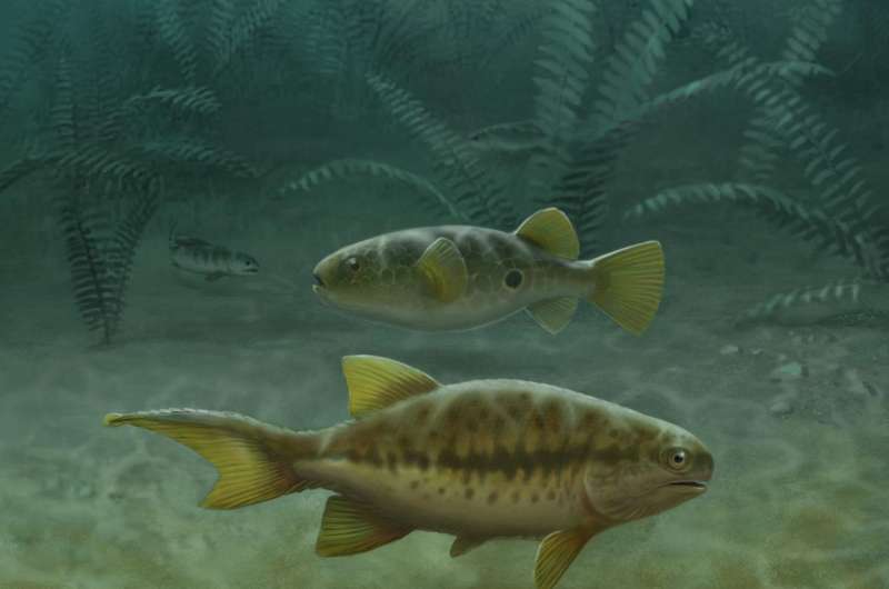 Fish fossils reveal how tails evolved, Penn professor finds