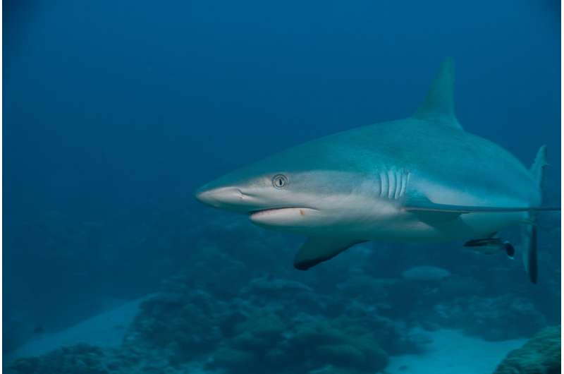 Fishing prohibitions produce more sharks along with problems for fishing communities