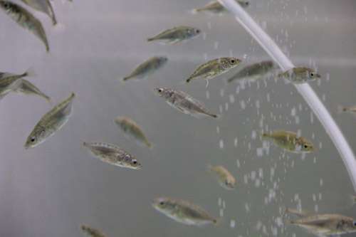 Fish lose their unique personality when they go to 'school'