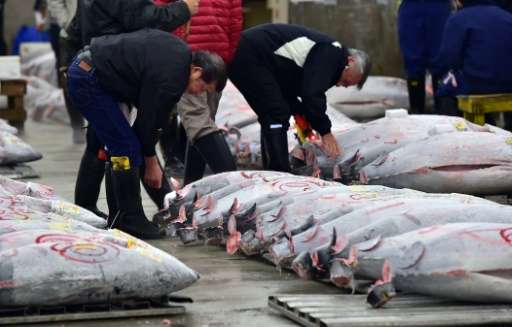 Fishmongers inspect frozen bluefin tuna before the first auction of the New Year at Tokyo's Tsukiji fish market, which will end 