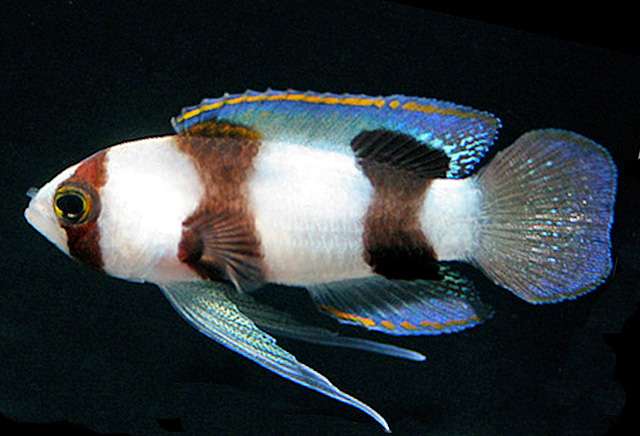 Fishy Caribbean 'juveniles' to be recognized as a new species, the Hourglass basslet