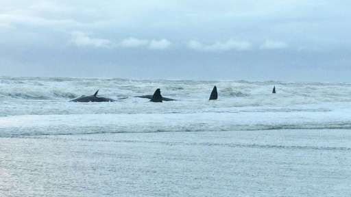 Five sperm whales are stranded on the beach of Texel, The Netherlands on January 12, 2016