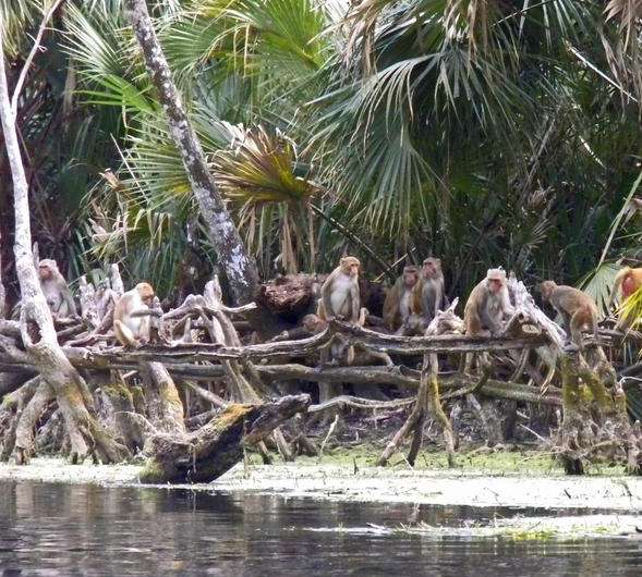 Florida's monkey river
