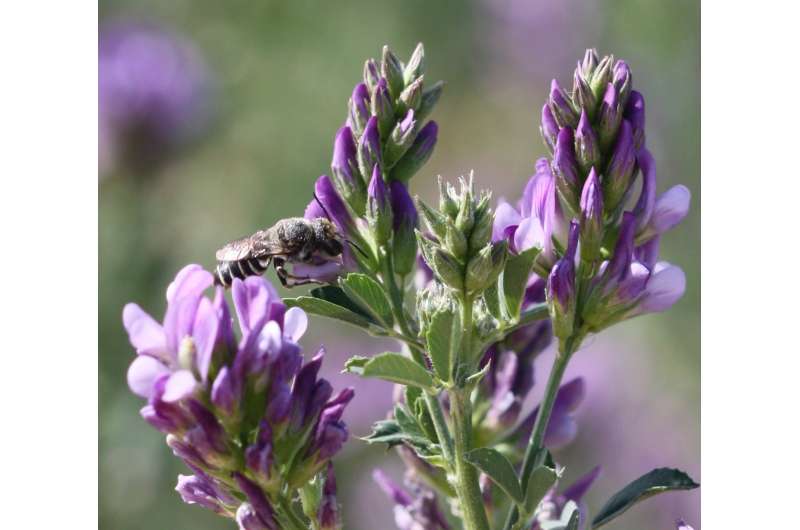 Flowers Critical Link to Bacteria Transmission in Wild Bees