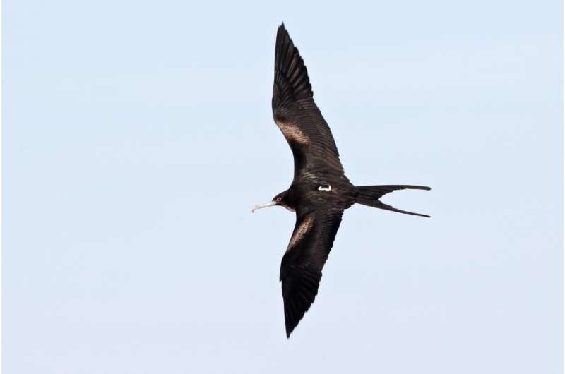 Foraging differences let closely related seabirds coexist