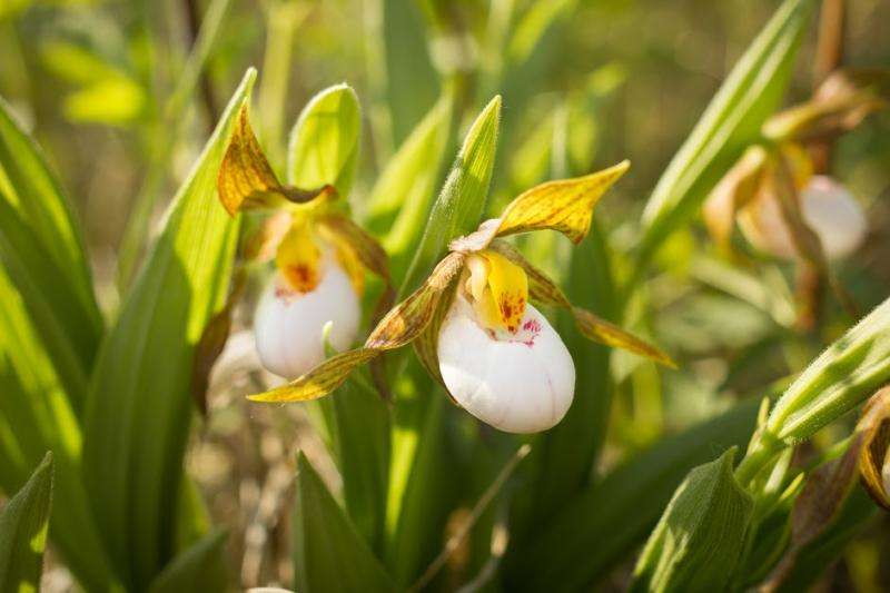 For a rare prairie orchid, science is making climate change local