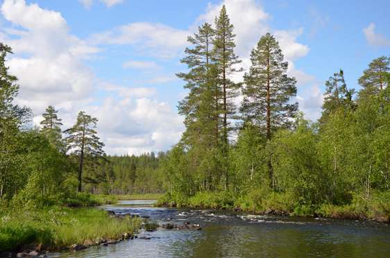 Forest and watercourse interplay important for restorations