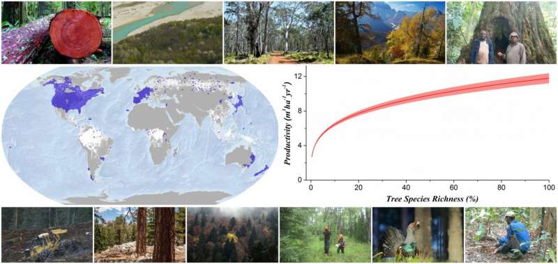 Forest scholars worldwide team up to show that biodiversity is green in more ways than one