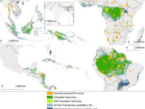 Forests, species on four continents threatened by palm oil expansion