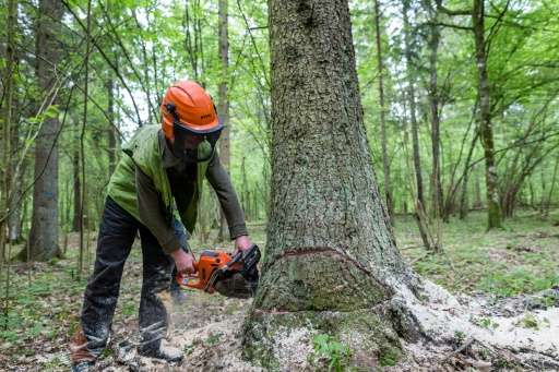Forest workers cut down a spruce tree suffering from woodworm attack in the Bialowieza forest near Bialowieza, Poland on May 31,