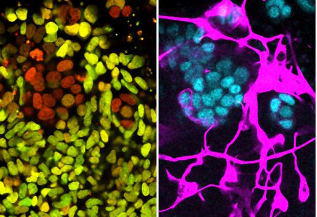 Forever young: how stem cells resist change