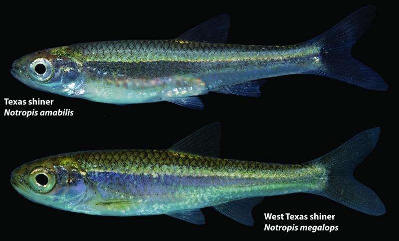 'Forgotten' fish turns up in West Texas