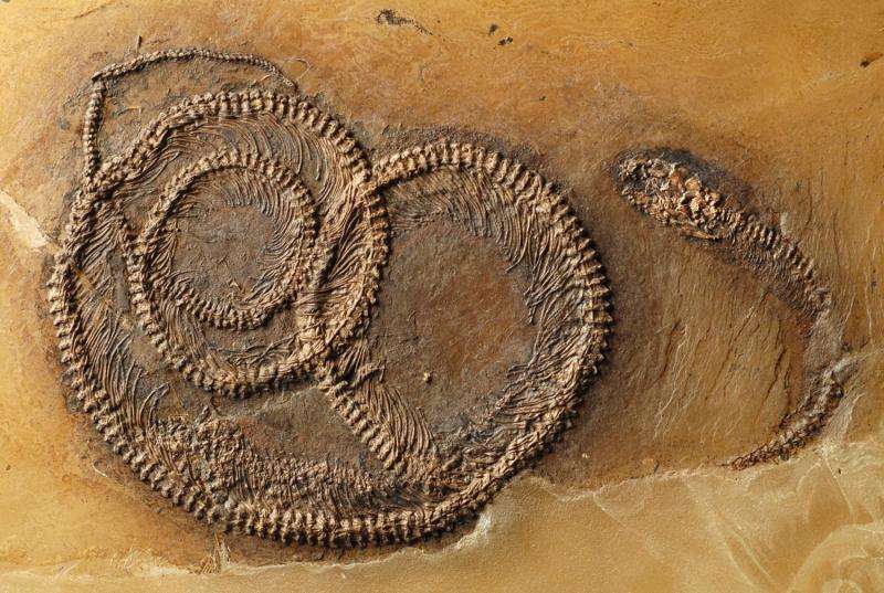 Fossil food chain from the messel pit examined