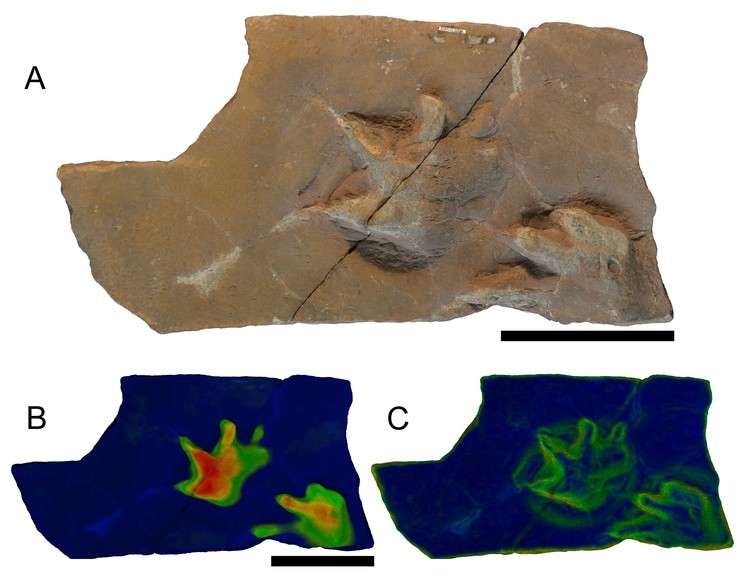 Fossil footprints give glimpse of how ancient climate change drove the rise of reptiles