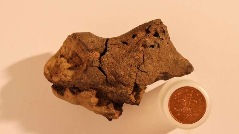 Fossilized dinosaur brain tissue identified for the first time
