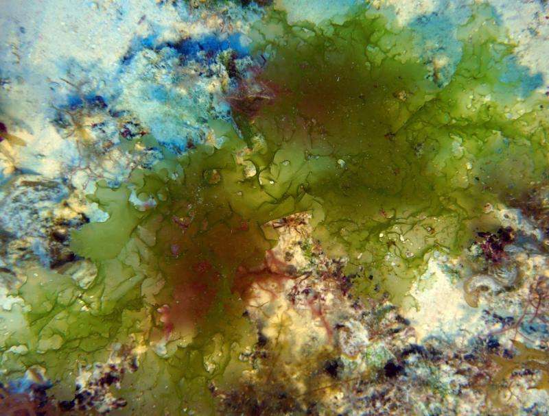 Four new algae species discovered in Hawaii's deep waters