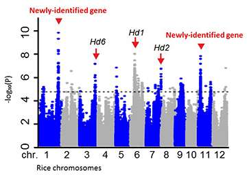 Four newly-identified genes could improve rice