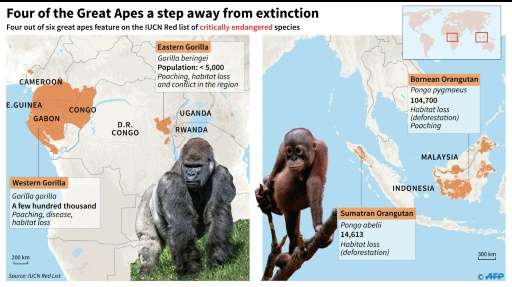 Four of the Great Apes a step away from extinction